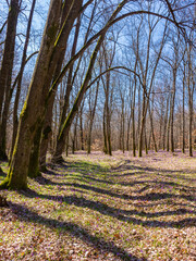 scenery with forest glade with crocus flowers. sunny day in spring. picturesque destination travel...