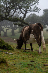 cow and calf las fanal Madera  © Sylwia