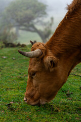 cow in the field © Sylwia