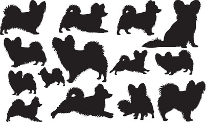 Papillon Silhouette on White Background