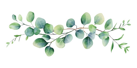 Obraz premium Watercolor painting of eucalyptus leaves on a white background