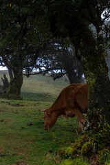 cow on the pasture fanal Madeira  © Sylwia