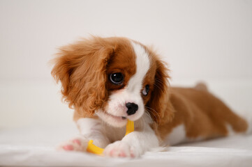Cute cavalier king charles spaniel puppy chewing favorite toy, playing with it while lying down, on...