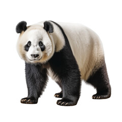 High Quality PNG Cutout Photo of a Panda Realistic Full Body Wildlife Image
