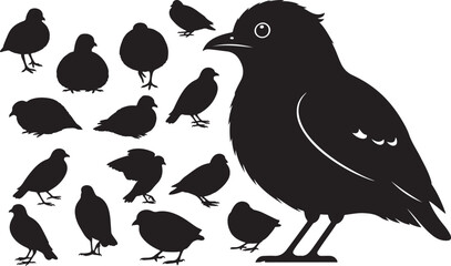 Rallidae Silhouettes