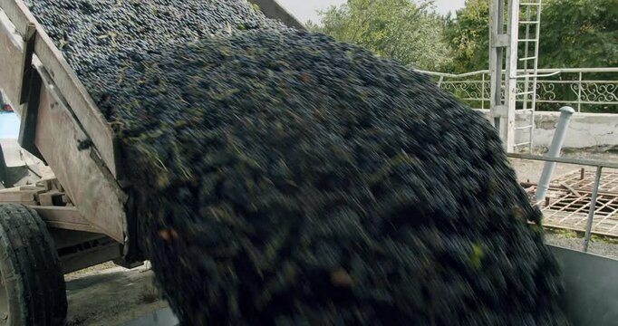 Making Wine At Winery Grape sheller at the work with red grapes. Stemmer crusher crushing grapes at a winery. Wine making process. Red grapes in the grape crusher machine.