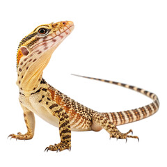 Obraz premium Detailed image of a monitor lizard against a white background.