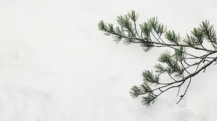 Obraz premium Abstract pine tree branch with vivid green needles on a clean white background, sharp minimalistic details,