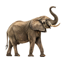Majestic Elephant, Isolated on White Background