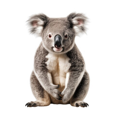 High Quality PNG Cutout Photo of a Koala Realistic Full Body Wildlife Image