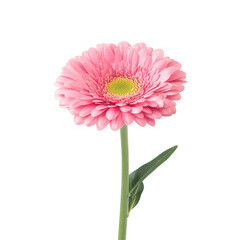 pink gerbera daisy isolated on white or transparent background 