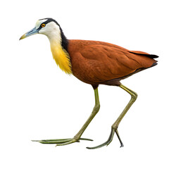 Elegant, Isolated African Jacana Bird in Profile