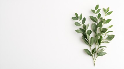 Fototapeta premium Delicate green leaves arranged elegantly on minimalistic white b