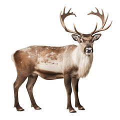 Detailed Full-Body Caribou Illustration &ndash; Realistic Animal Artwork