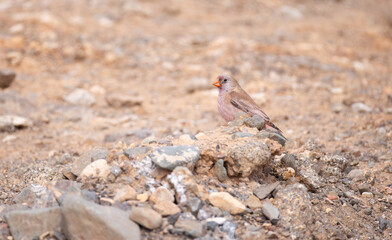 Trumpeter finch (Bucanetes githagineus) in the desert of Fuerteventura in rocky habitat wandering.