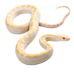 snake on white background