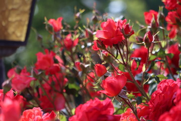 Rose garden