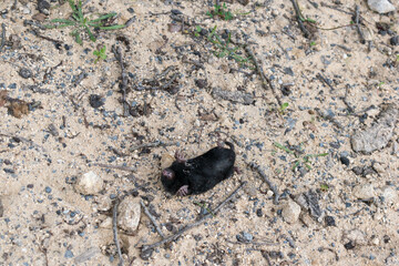 dead mole