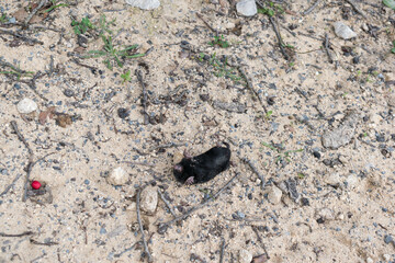 dead mole