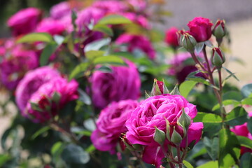 Rose garden