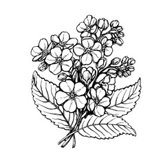 Spring bouquet with flowering blue forget-me-nots (Myosotis, scorpion grasses). Black and white outline illustration, hand drawn work isolated on white background