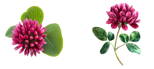 A vibrant red clover flower with green leaves on a Transparent background