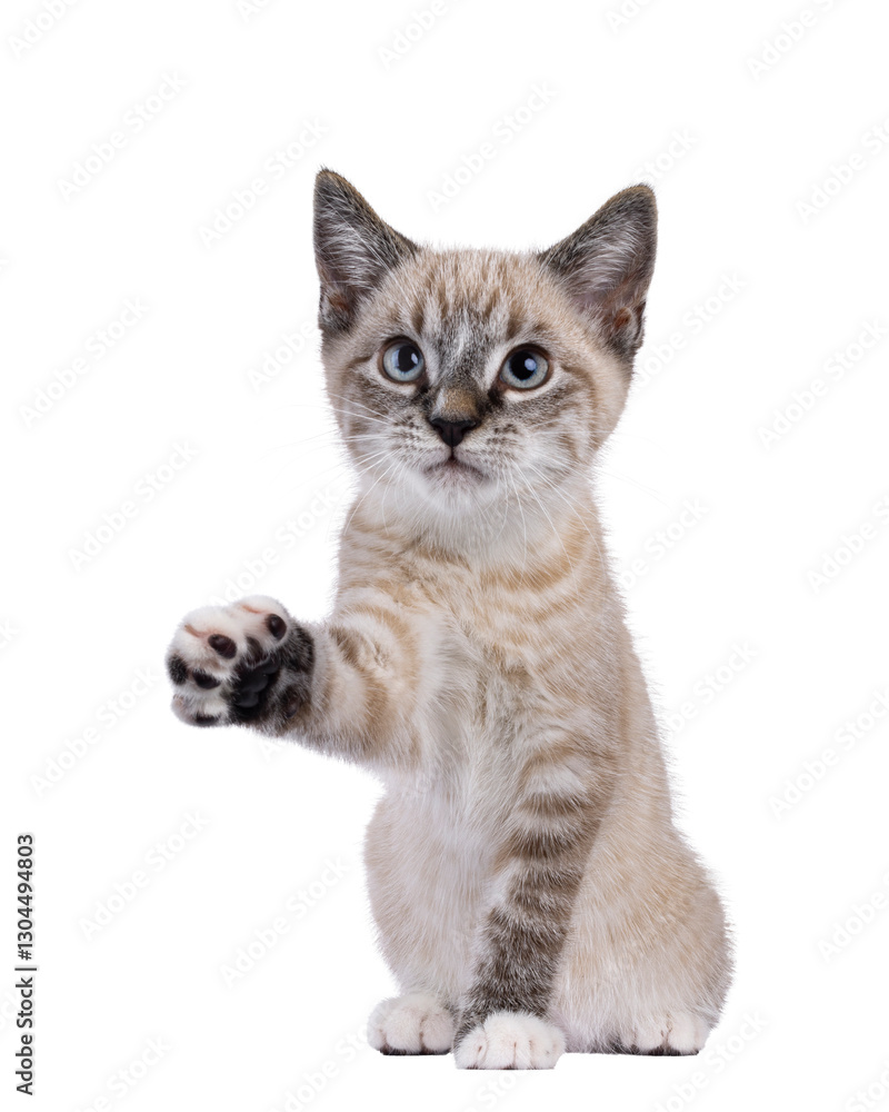 Poster expressive house cat kitten, with tabby point pattern, sitting up facing front. one paw lifted. look