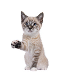 Expressive house cat kitten, with tabby point pattern, sitting up facing front. One paw lifted. Looking above camera. Isolated cutout on a transparent background.