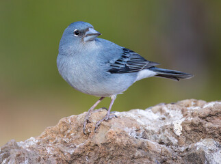 Tenerife blue chaffinch (Fringilla teydea) males close-up portrait in the mountain forests of Teide, few individuals remaining in the world, birds endemic to Tenerife.