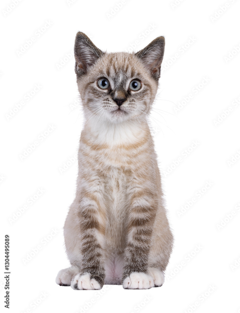 Aufkleber expressive house cat kitten, with tabby point pattern, sitting up facing front. looking straight to 