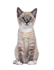 Obraz premium Expressive house cat kitten, with tabby point pattern, sitting up facing front. Looking straight to camera. Isolated cutout on a transparent background.
