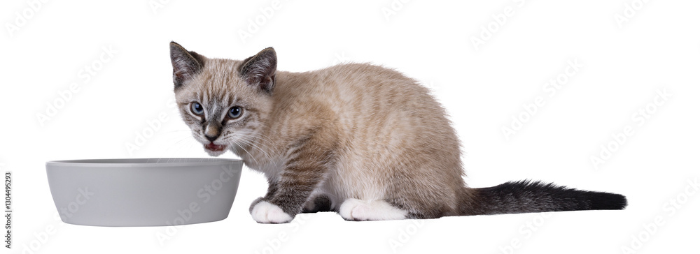 Aufkleber expressive house cat kitten, with tabby point pattern, sitting side ways beside grey food bowl. look