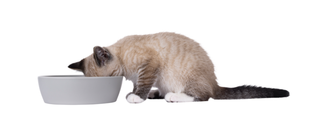 Expressive house cat kitten, with tabby point pattern, sitting side ways beside grey food bowl. Head in bowl. Isolated cutout on a transparent background.