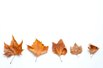 Various autumn leaves on white background