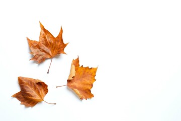 Various autumn leaves on white background