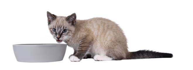 Expressive house cat kitten, with tabby point pattern, sitting side ways beside grey food bowl. Looking towards camera while eating. Isolated cutout on a transparent background.