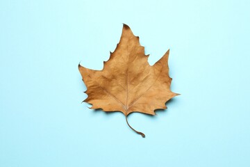 Autumn leaf on color background