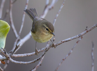 Canary Islands chiffchaff (Phylloscopus canariensis) perched on a dry stick in Tenerife,...