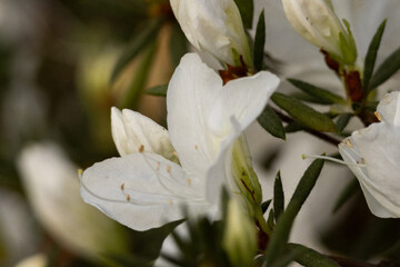 Fototapeta premium snowdrop flower in the snow