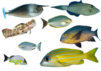 Tropical Reef Fish Collection - Isolated PNG with Transparent Background