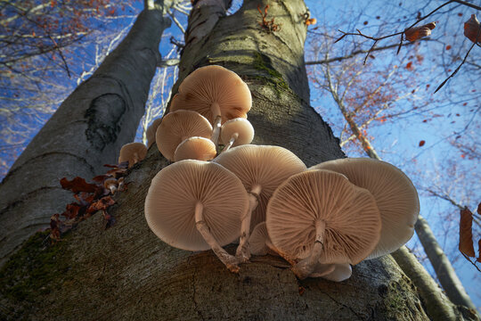 Mucidula mucida