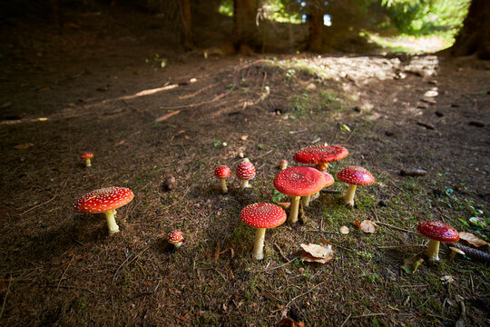 Amanita muscaria