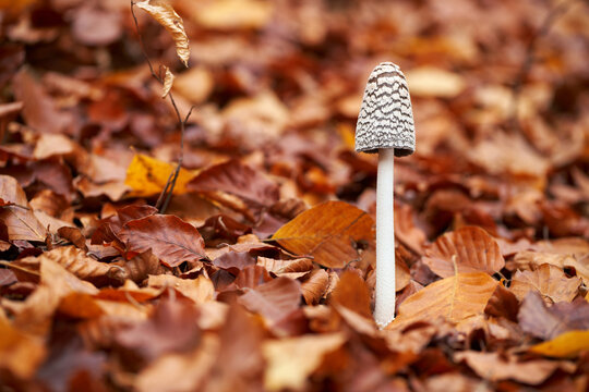 Coprinopsis picacea