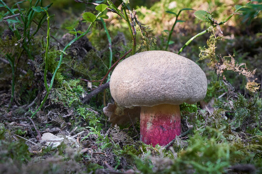 Boletus calopus