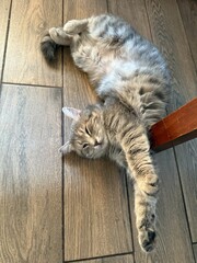 Relaxed Fluffy Cat Stretching