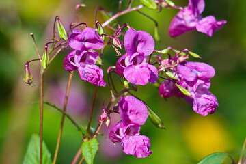 Drüsiges Springkraut (Impatiens glandulifera)