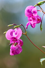 Drüsiges Springkraut (Impatiens glandulifera) mit Wespen