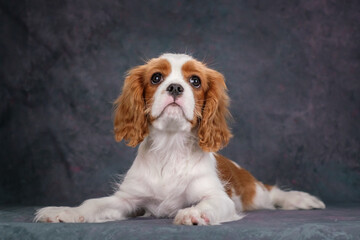 Beautiful Cavalier King Charles Spaniel puppy on a gray background. Studio shooting