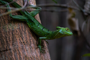 Colorful lizard sitting on a tree