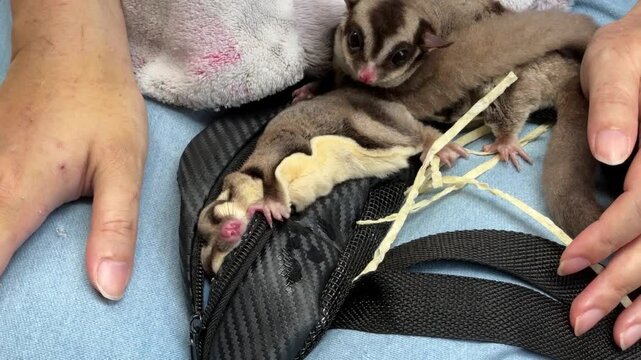 Two sugar gliders are eating and relaxing on their owner's lap during the daytime.